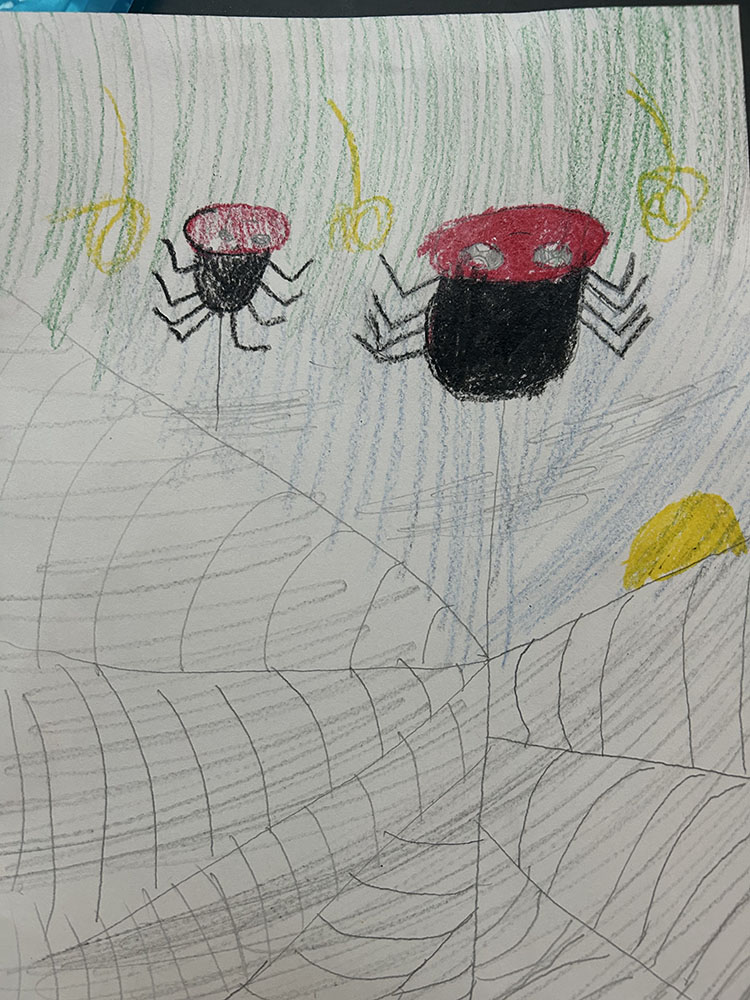 Spiders